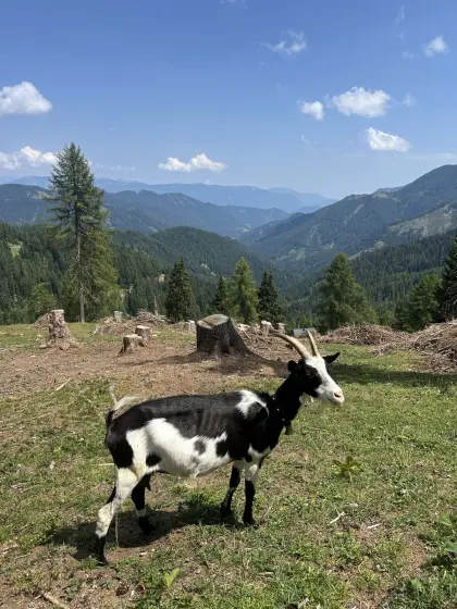 Ziege mit Herdbuch
