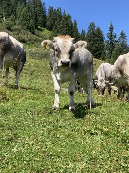 Tiroler Grauvieh Kalbin Bio