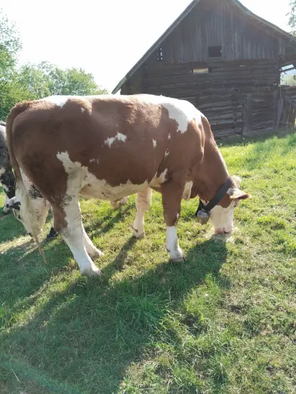 Bio-Ochse und Kalbinnen
