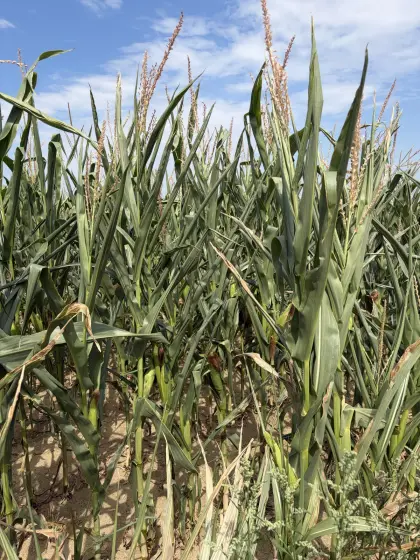 Silomais ab Feld