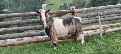Steirer Schecken Ziegenbock