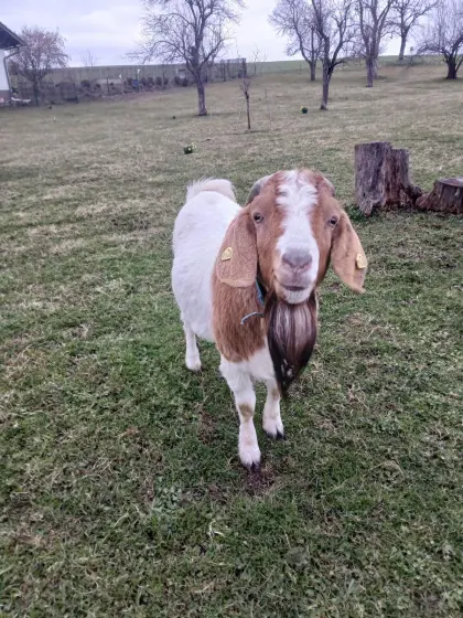Burenziegenbock