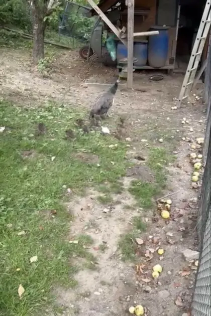 Verkaufe Pfauenhenne mit Küken