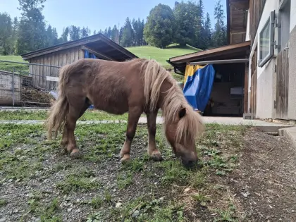 Ponys auch einzeln abzugeben