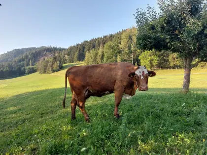 Bio-Kuh