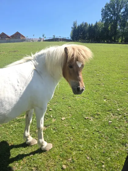 Ponystuten zu verkaufen