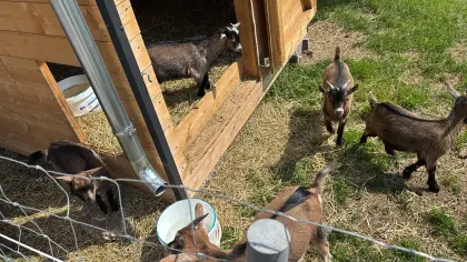 Zwergziegen