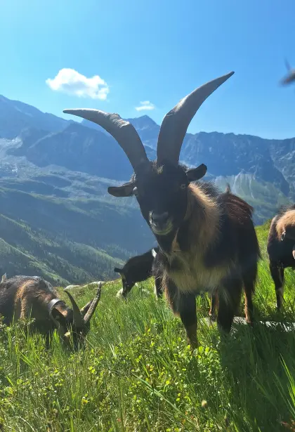 Ziegenbock