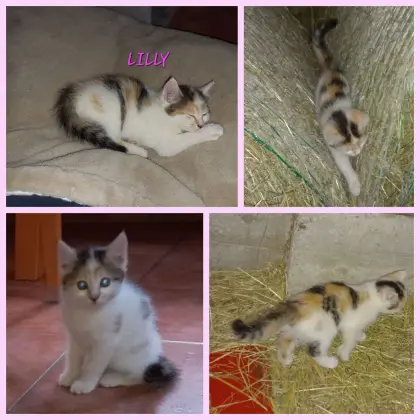 Kätzchen Lilly