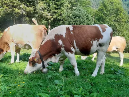 BIO Kalbinnen