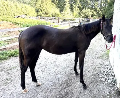 Quarter Horse Stutjährling