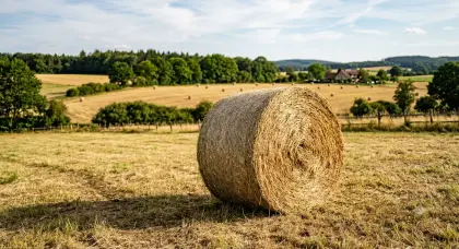 Suche Heu, Heusilage, Silage