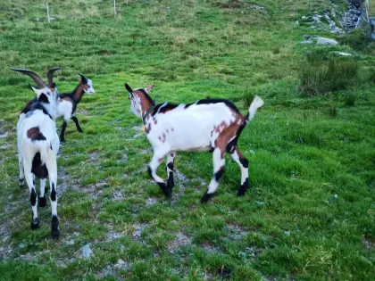 Ziegenbock
