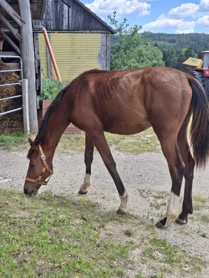 Georgia van Kronberg, Österr. Warmblut Stute