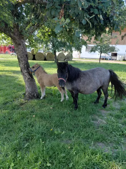 Miniponystute mit Fohlen