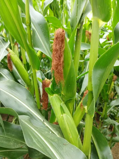Silomais ab Feld oder in Ballen