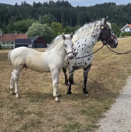 Fabio, Noriker Hengstfohlen