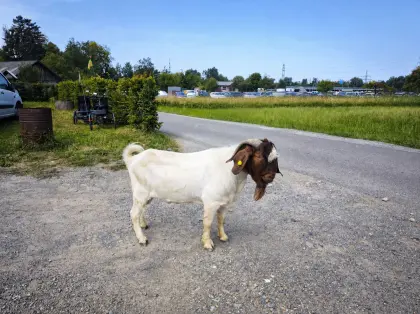 Burenziegenbock