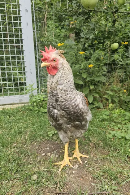 Silverruds blå und Cream Legbar, legbare Hähne