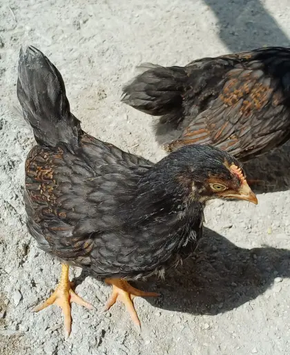 Barnevelder Junghähne