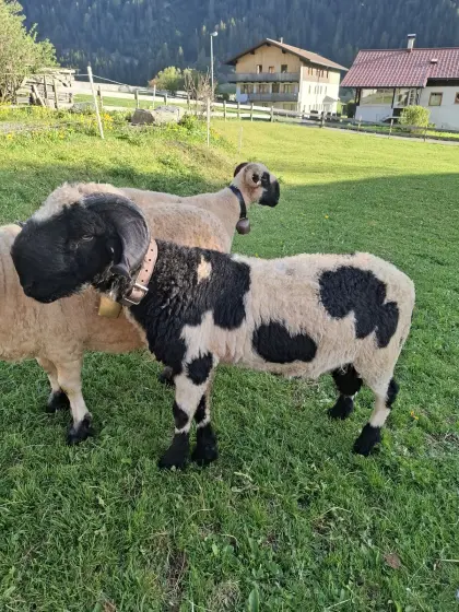 Walliser Schwarznasen Widder Spitti