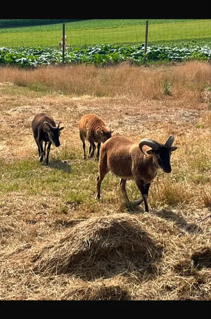 Soay-Schaf-Familie