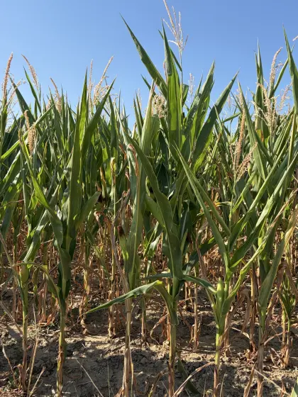 Silomais ab Feld