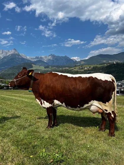 Original Pinzgauer Kuh Bio-Heumilch