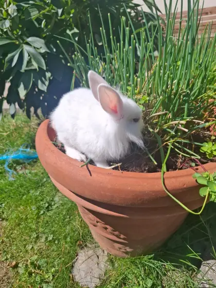 Kaninchenbabys