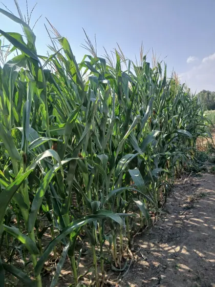 Silomais ab Feld oder in Siloballen