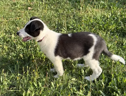 Border Collie Welpen