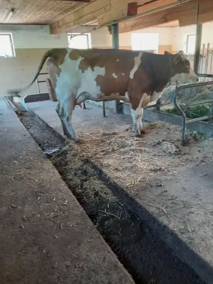 Bio-Kalbin in Milch