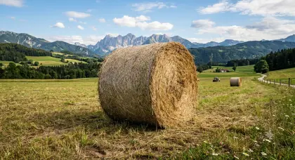 Suche Heurundballen oder Silageballen