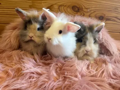Löwenkopfkaninchen