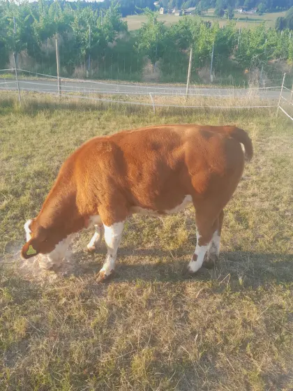 Kalb
