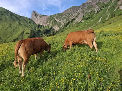 Suche Limousin