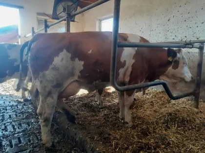 Bio-Erstlingskuh