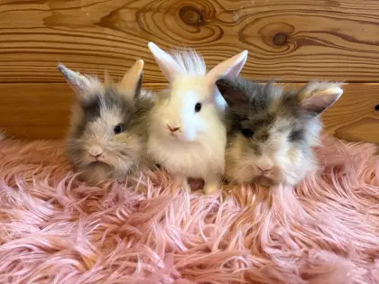 Löwenkopfkaninchen