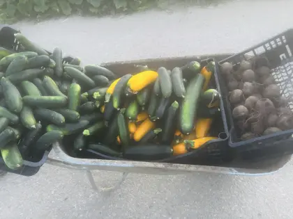 Zucchini, Gurken, Rote Rüben