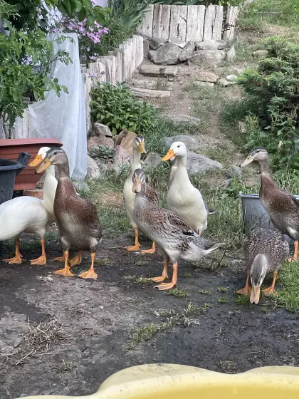 Schöne junge Laufenten zu vergeben.