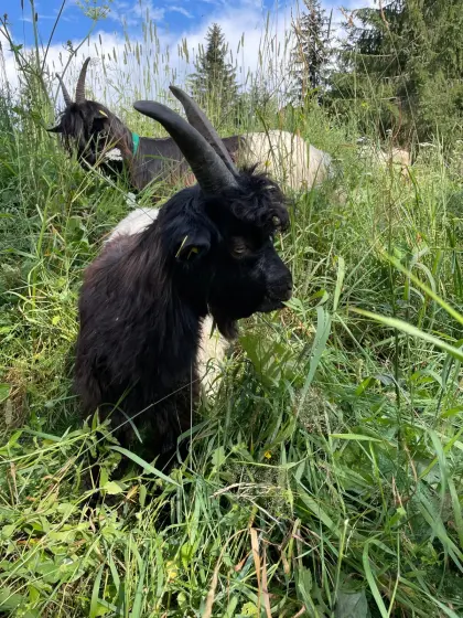 Walliser Schwarzhals Bockkitz
