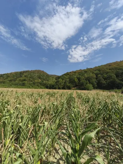 Mais ab Feld Aggsbach/Aggstein