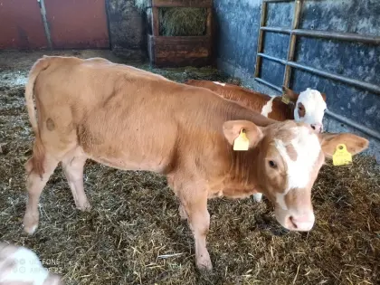 Bio Kuhkalb
