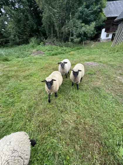 Suche Wiese für Schafe