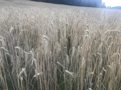 Bioroggen mit Zertifikat Bio Austria