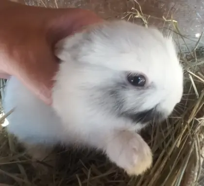 Zwergkaninchen Löwenkopf