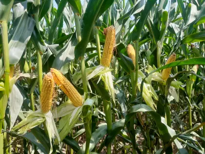 Silomais ab Feld