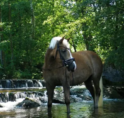 Haflinger Stute