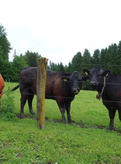 Bio-Angus-Kalbin