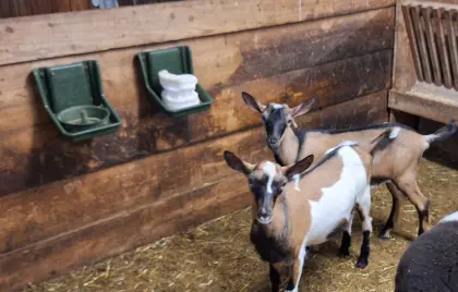 Hornlose Bockkitze